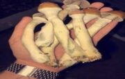 Buy Psilocybe Cubensis (Magic Mushrooms) Online - Image 2